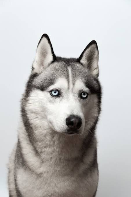Husky
