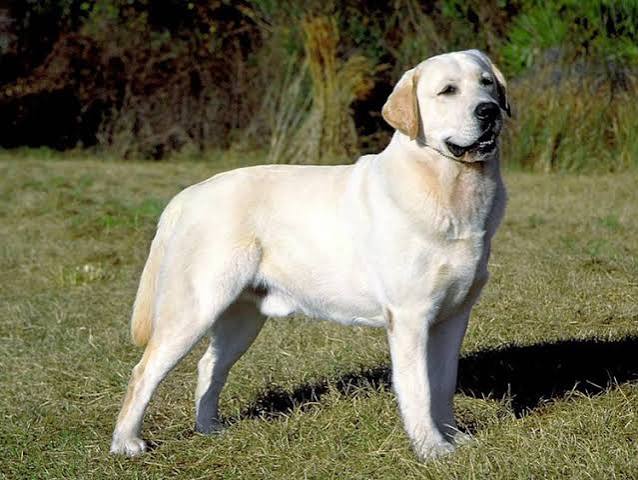 Labrador